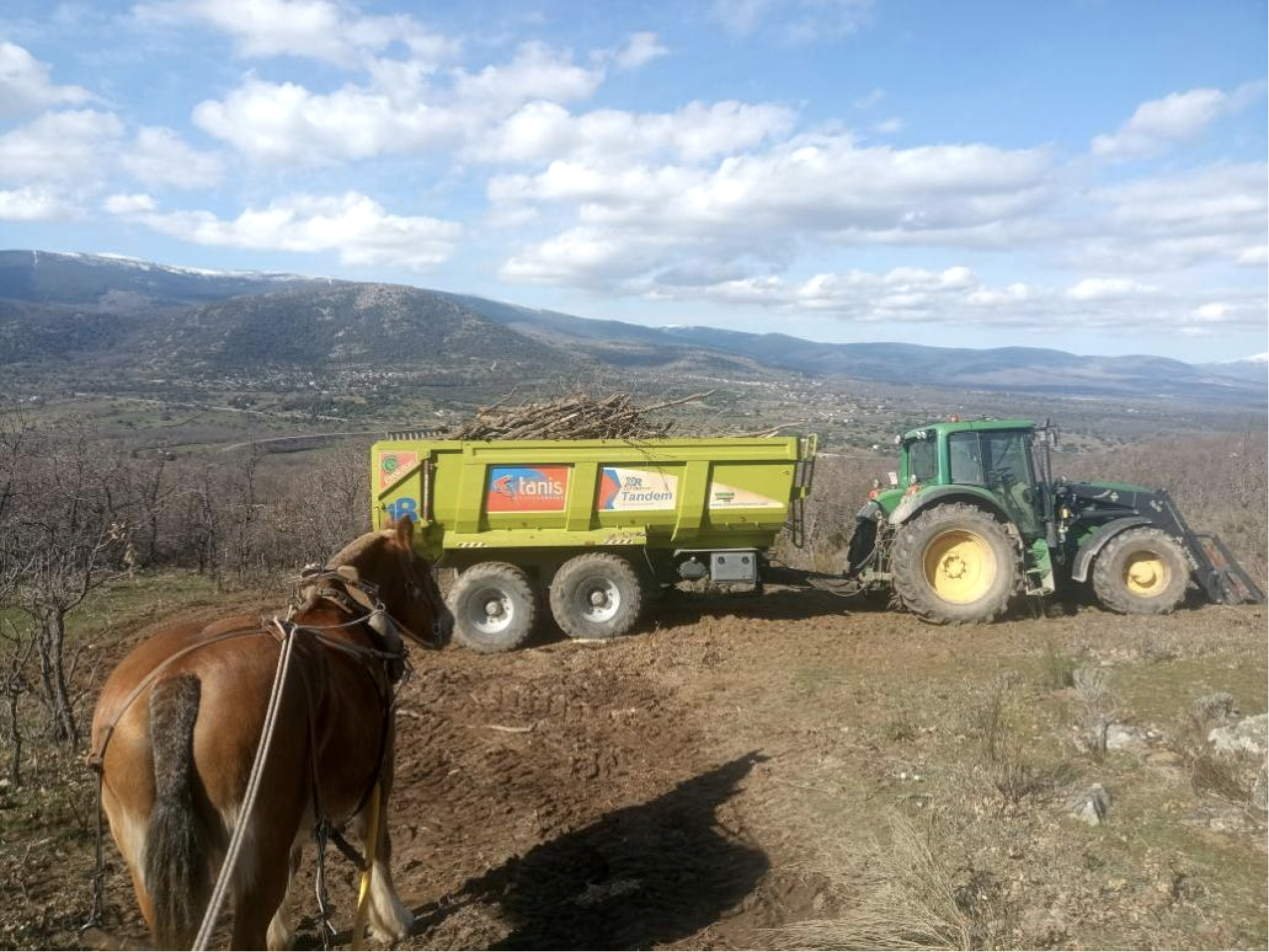 Caballo con carro forestal