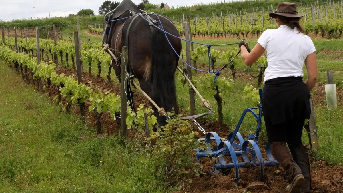 Gestión forestal sostenible