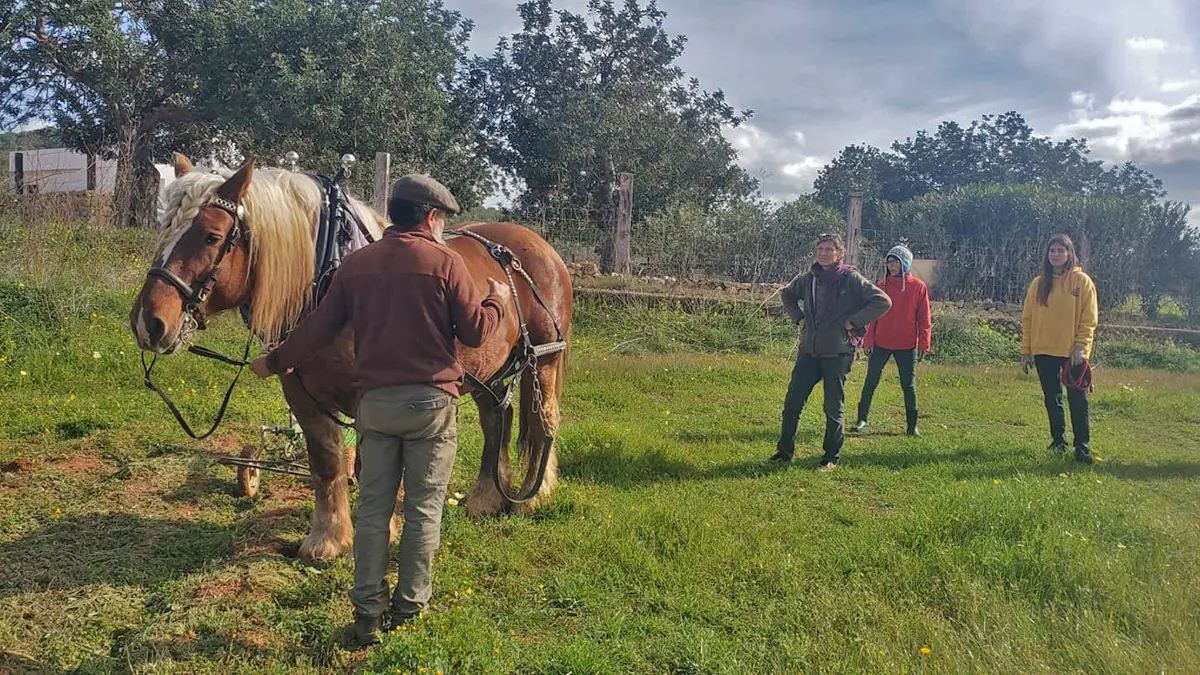 Trabajo en el bosque con caballos